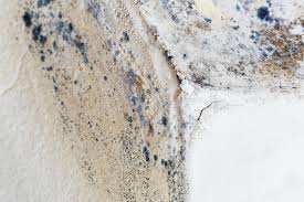 Professional Mold Prevention & Removal  in Lemont, IL